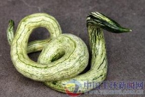 真蛇图片
